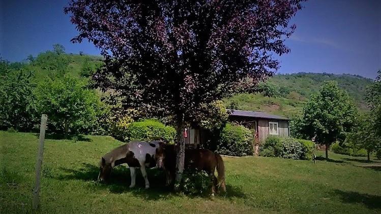 La Fregiere Chalets Clairvaux-d'Aveyron Экстерьер фото
