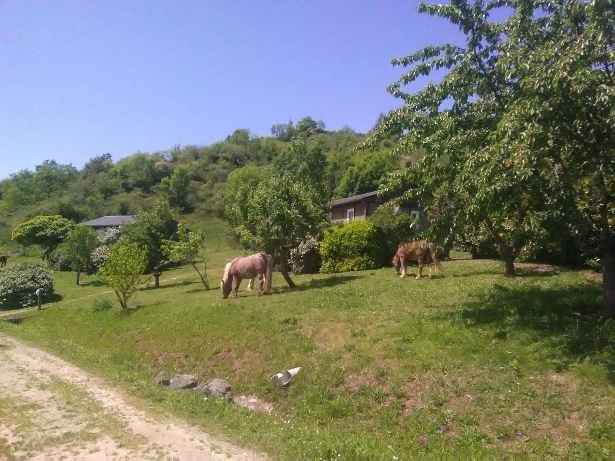 La Fregiere Chalets Clairvaux-d'Aveyron Экстерьер фото