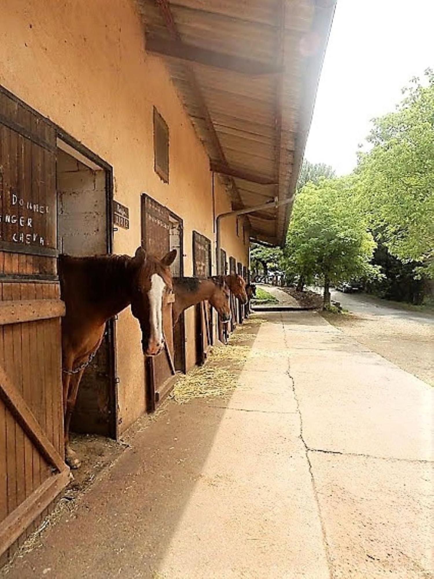 La Fregiere Chalets Clairvaux-d'Aveyron Экстерьер фото