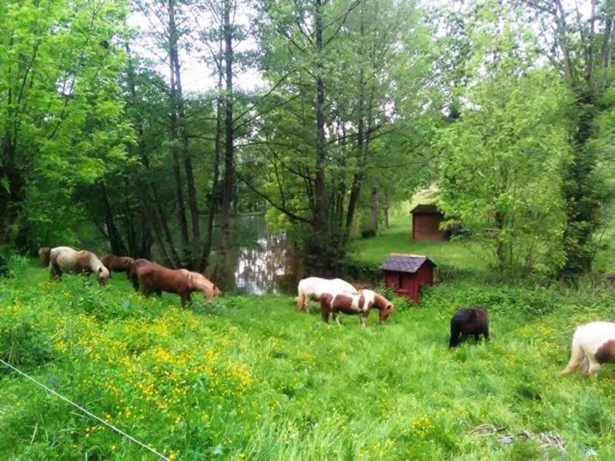 La Fregiere Chalets Clairvaux-d'Aveyron Экстерьер фото